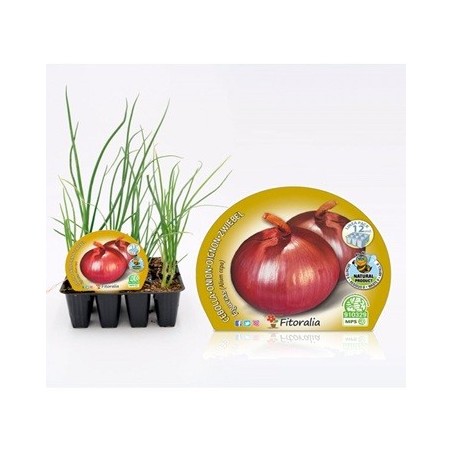 CEBOLLA PRODUCTO NATURA FIGUERAS PACK 12 PLANTONES