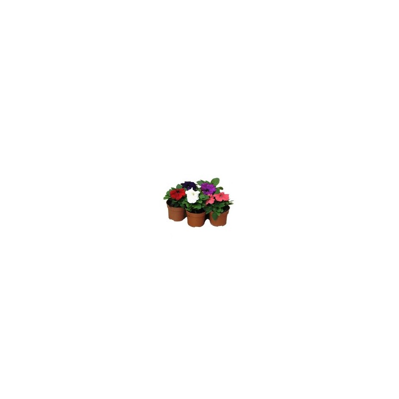 PETUNIA MACETA 10,5CM VARIOS COLORES