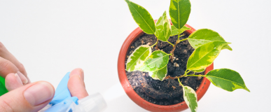  CUIDADO DE LAS PLANTAS 